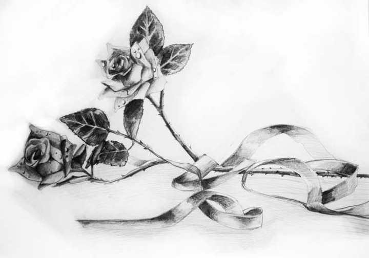 静物素描，玫瑰花素描图片