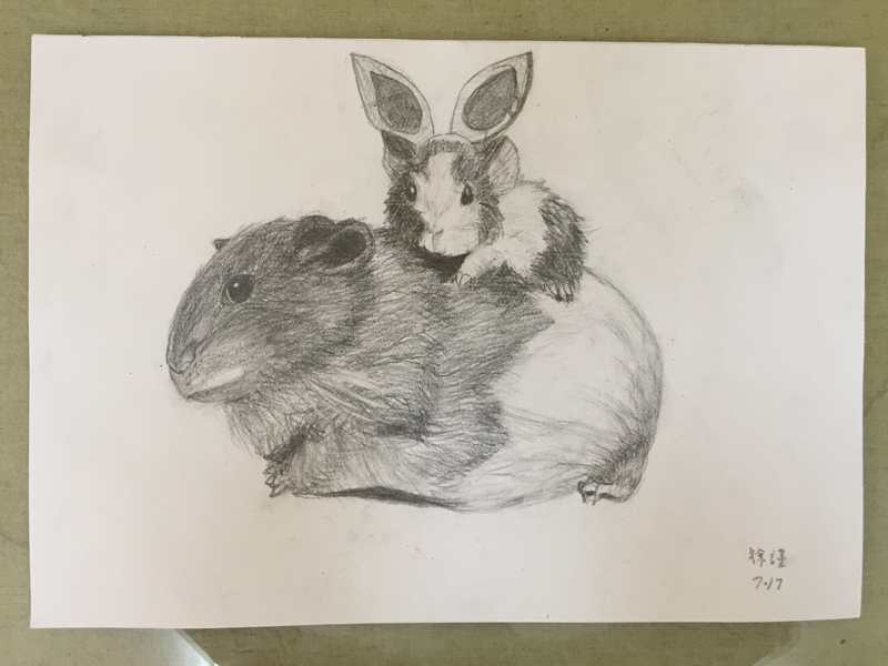 动物素描画，大白兔素描图片