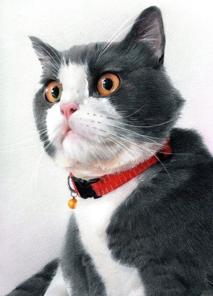 彩铅画入门临摹步骤图，可爱的猫咪彩铅画