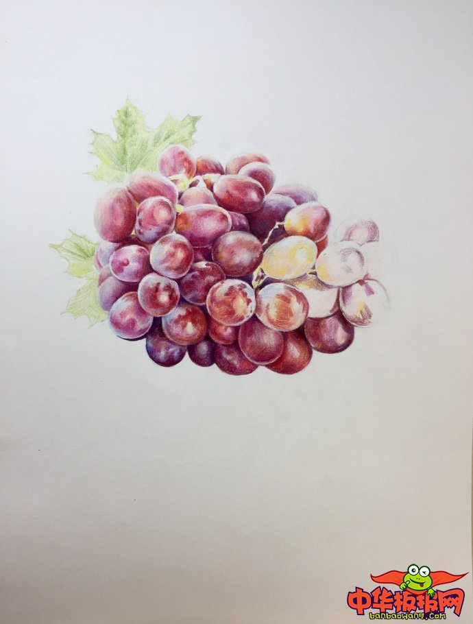 适合新手临摹的彩铅画教程，葡萄