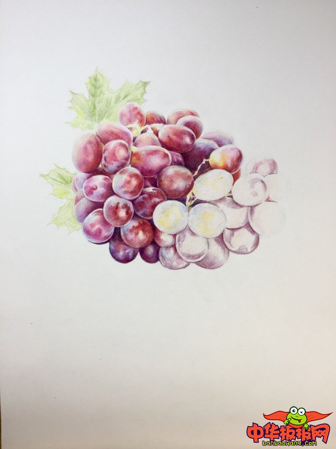 适合新手临摹的彩铅画教程，葡萄