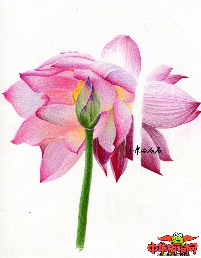 彩铅手绘唯美花卉教程，并蒂莲彩铅画