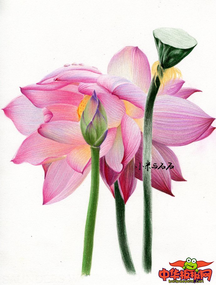彩铅手绘唯美花卉教程，并蒂莲彩铅画