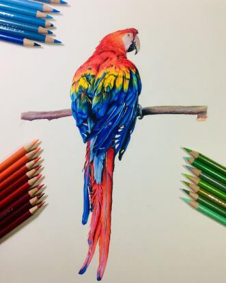鹦鹉怎么画简单又美丽，鹦鹉彩铅画步骤