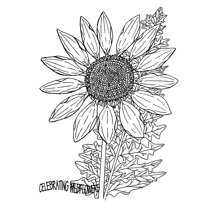 简单的钢笔插图美丽的向日葵